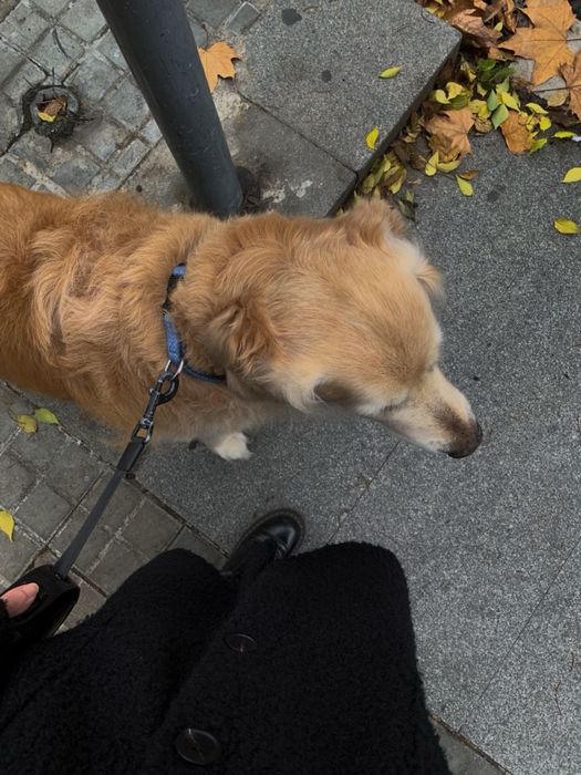 Выгул домашних питомцев