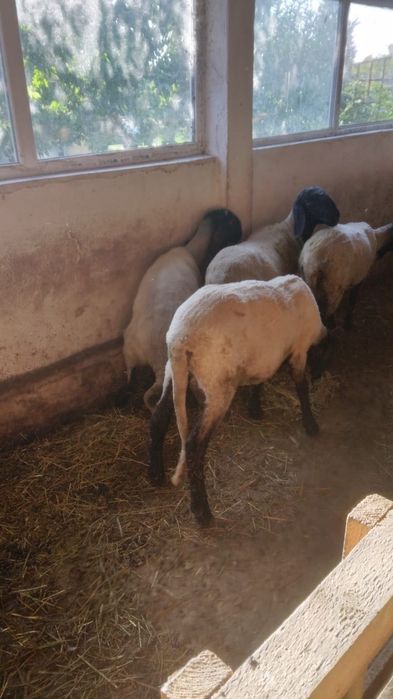 De vanzare doi berbeci  carabasi  de Teleorman  in varsta de 6 luni