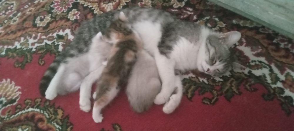 Кошка с тройней.