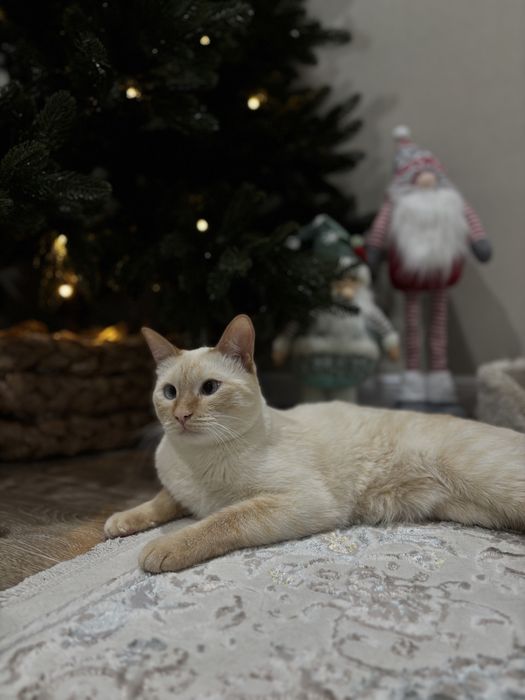 Отдам котика в добрые руки