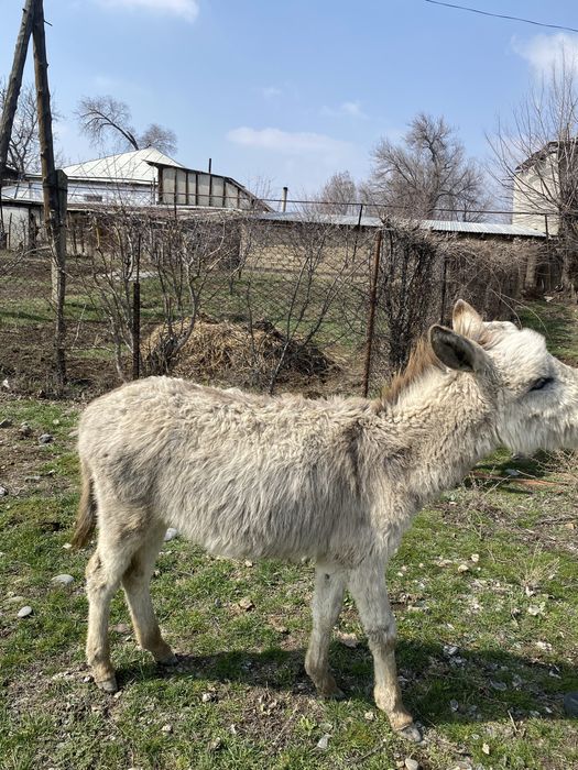 Қодық сатылады таразда тур ровныйда