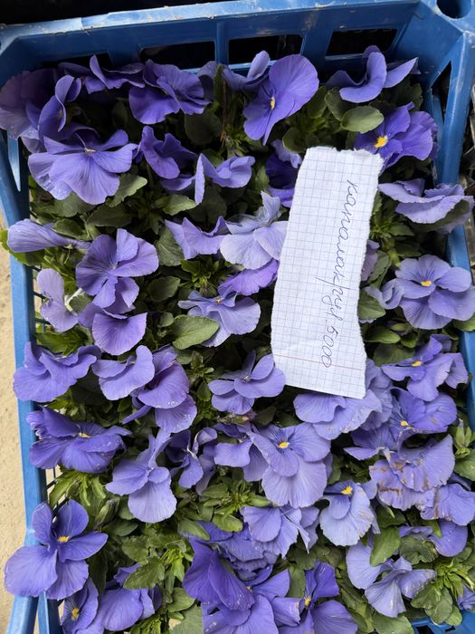 Жуда чиройли гуллар ҳовли ва тувак гуллар оптим  ва доннага ҳам бор ке