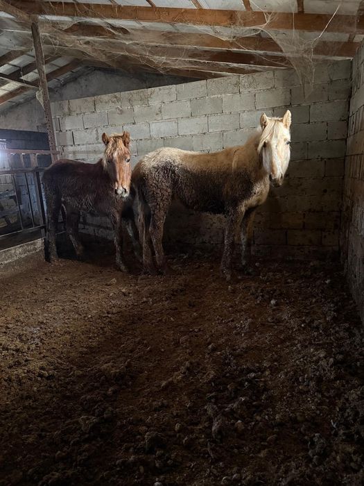 Соғым тай бие байтал құнан дөнен