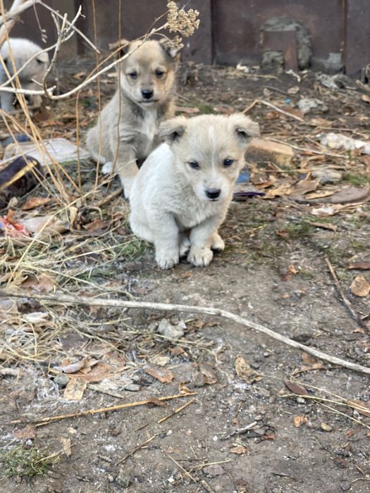 Щенки дворняги малыши