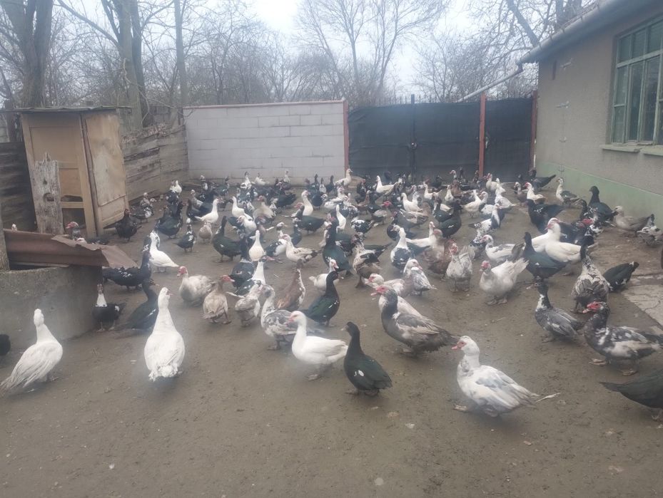 Vand Rate și rățoi