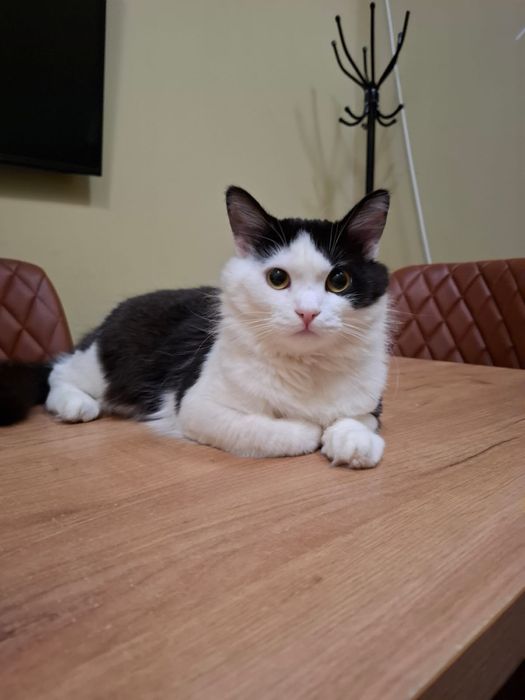 Котик в добрые руки