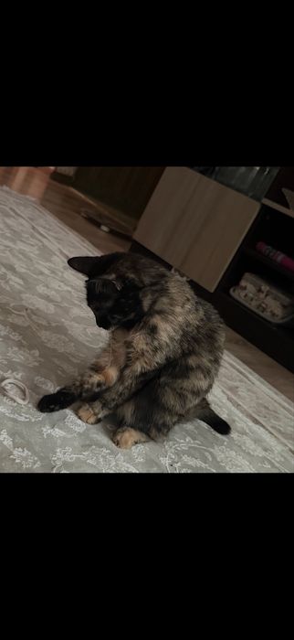 Мысык/кошка бесплатно