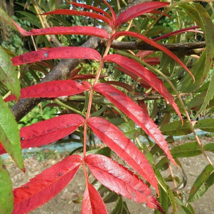 Sorbus -Dodong frunze roși