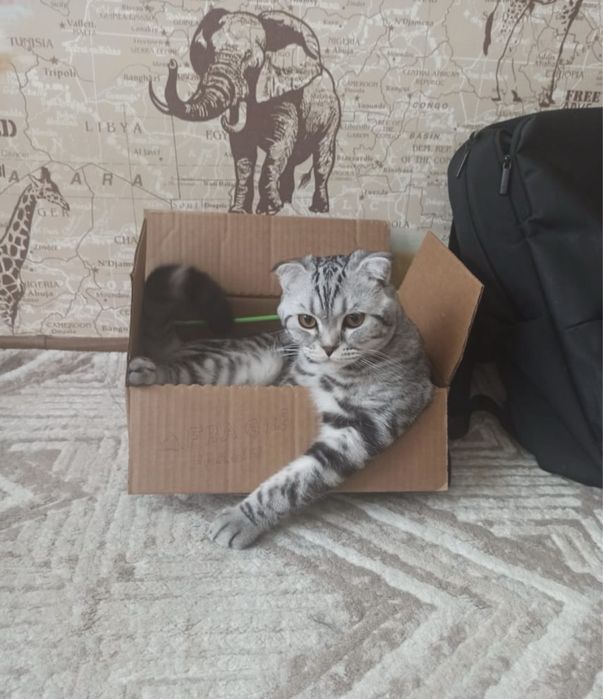 Отдам красивого котика Скоттиш фолд