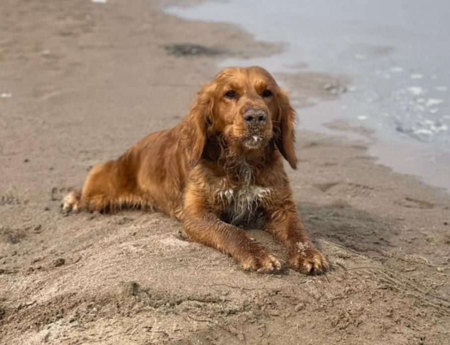 Спаниель - кобель на вязку