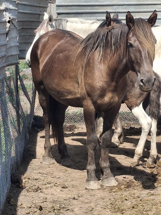 Продам кобыл с откорма.