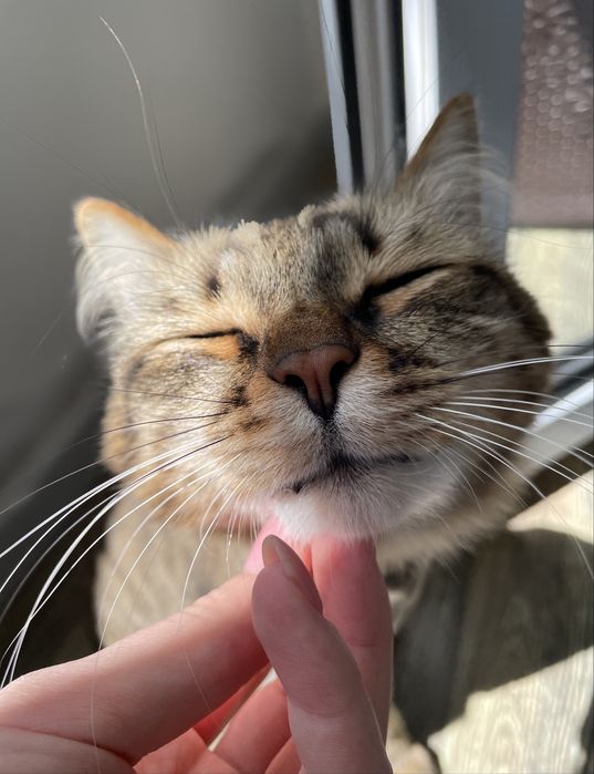 Ищем хозяина для кота