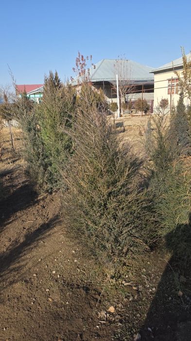 Саженцы оптом и в розницу