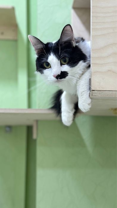 Кошечка Гитти в ответственную семью!