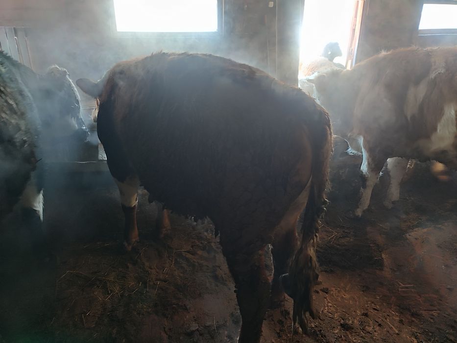 Продам быков с откорма