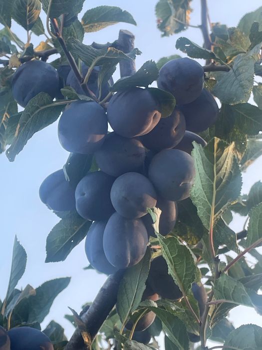 Prune de vanzare Agen (arjan) Stanley si Anaspet
