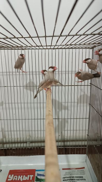 Продам Рисовых Амадин  кофейные