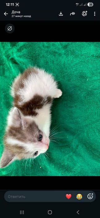 Отдам котят в хорошие руки!