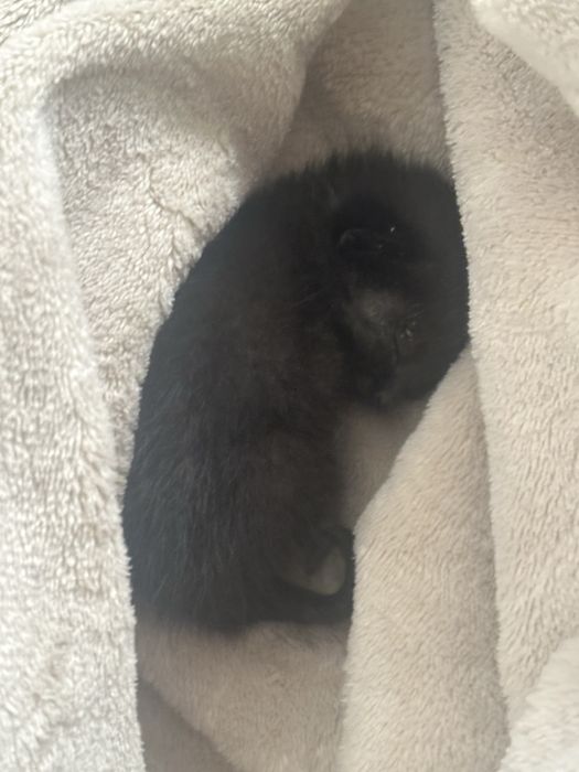 котикк маленький