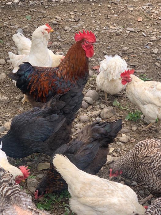 Vand 4 gaini si un cocos Marans