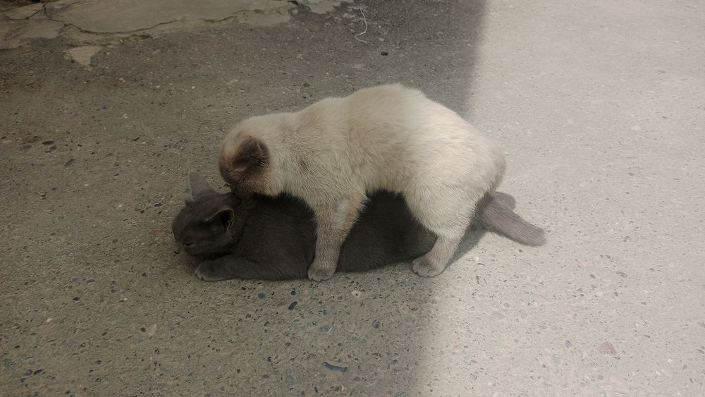Uy mushugi zotli aqilli