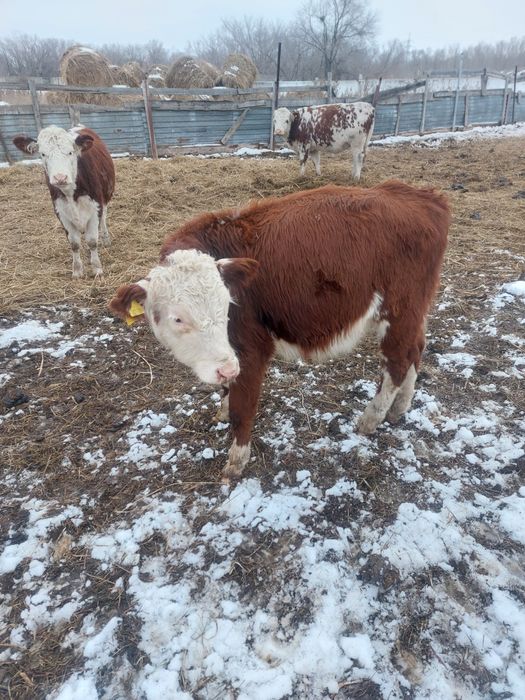 Продам телят в городе