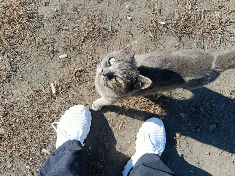 Кошка. Молодая ласковая