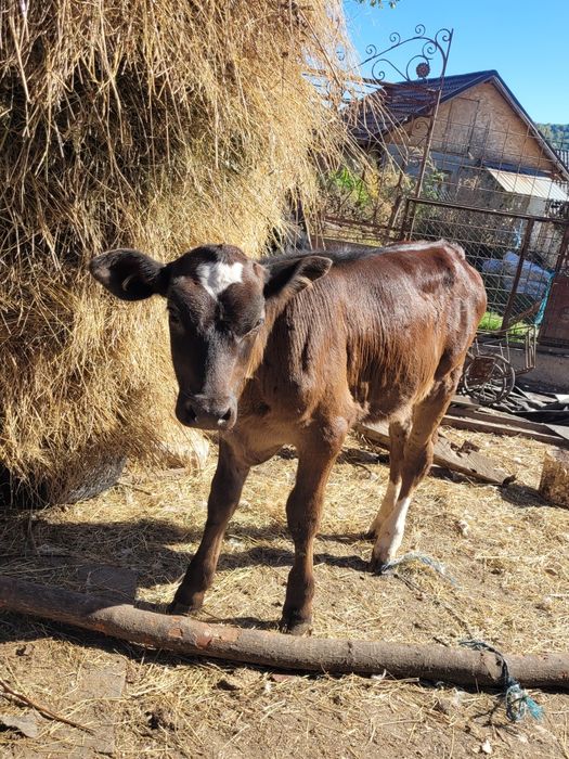 Vițea de vânzare cu vârsta de 2 luni