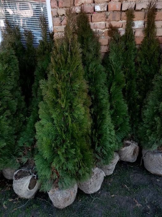 Декоративни ТУИ  ..ПРОМОЦИЯ..