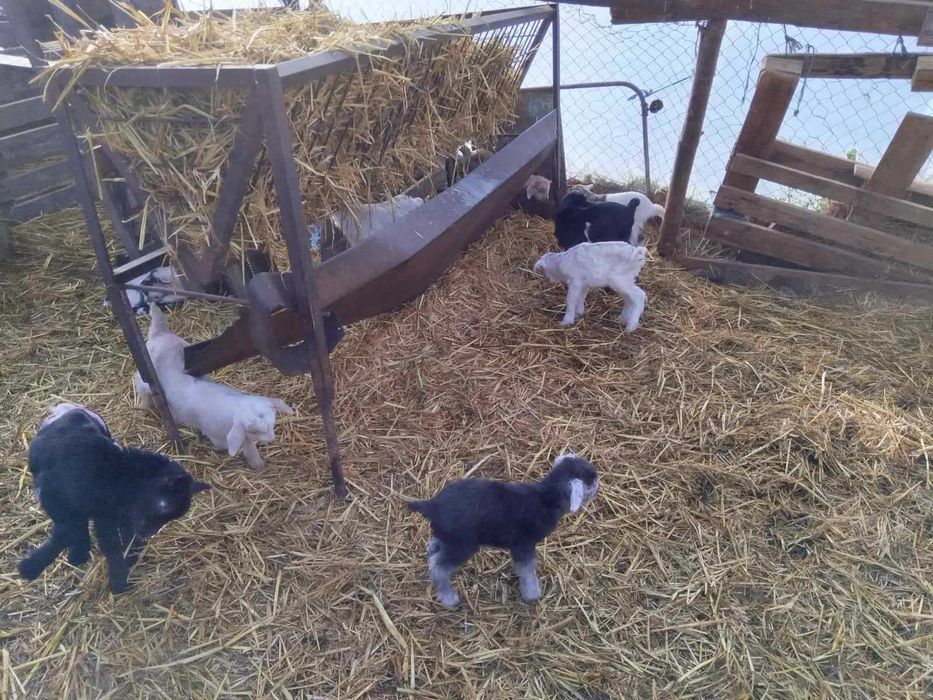 Продавам новородени Ярета