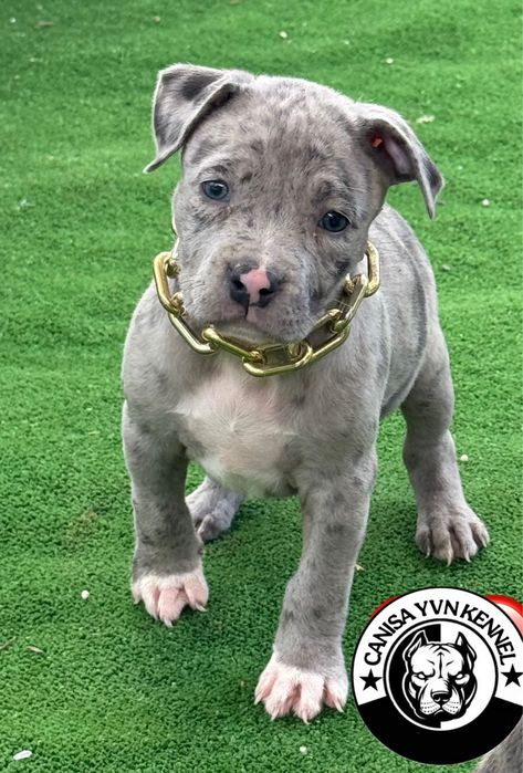 Amstaff blue merle