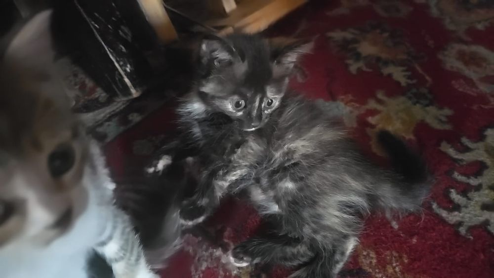 Дарю милых котят