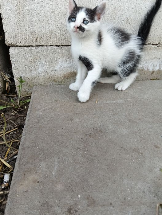 Adopții pisici jucause