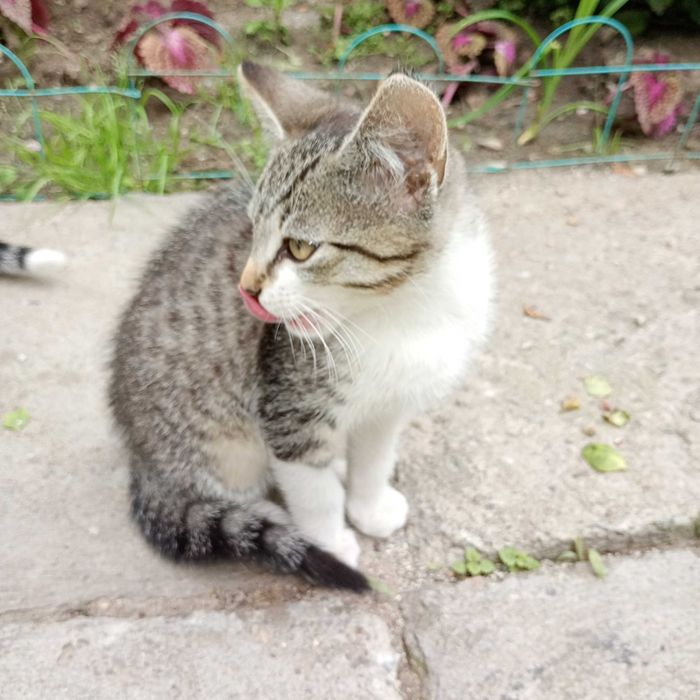 Donez pui de pisică, aproximativ 10 săptămâni