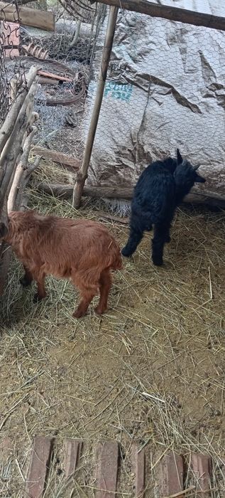 De vanzare iezi de paste pentru sacrificat