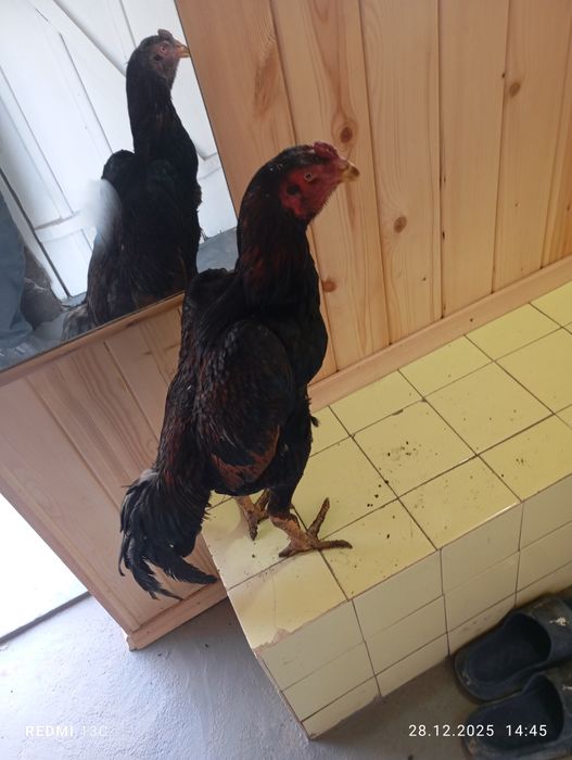 Джужа шамо Корец сатлады