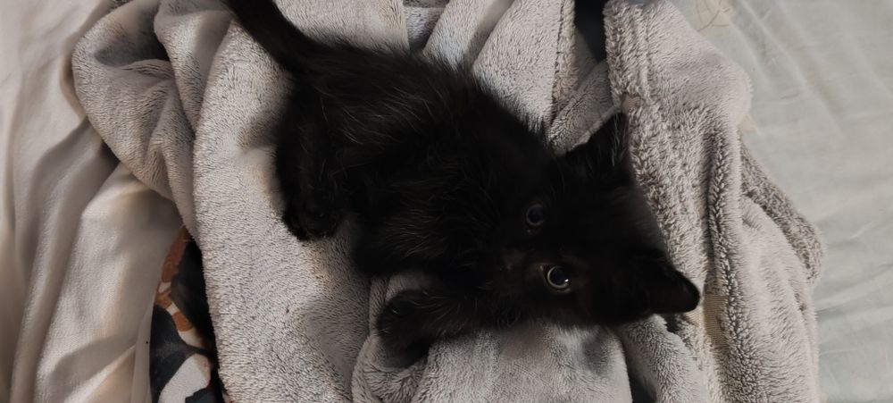 Котики в заботливые руки