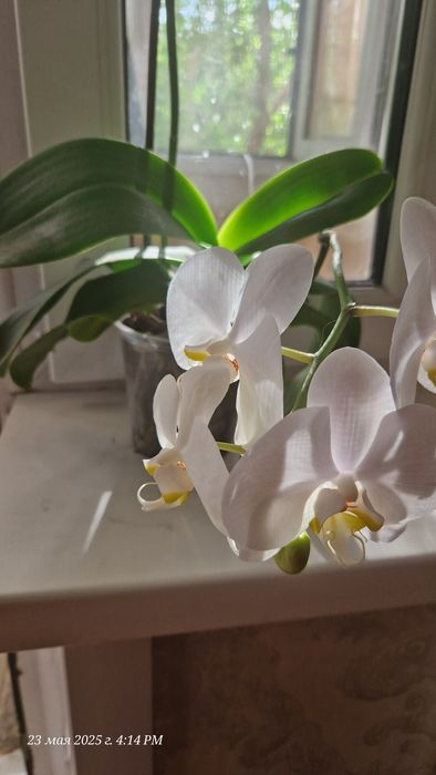 Орхидея фаленопсис
