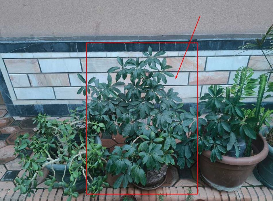 Цветы для дома Australia umbrella tree (Шеффлера лучелистная)