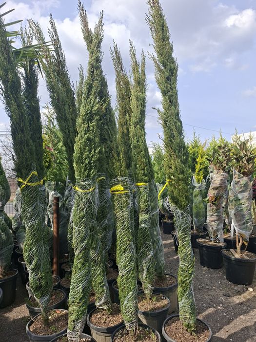 Chiparos Coloana Toscana, Cupressocyparis Tottem, ghiveci 90L, H 2.5-