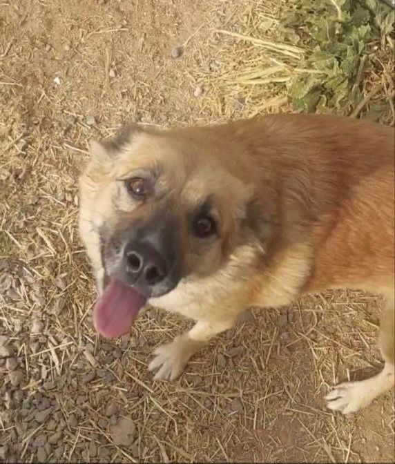 Умная и красивая девочка ищет семью!