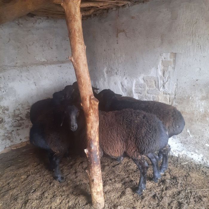 Кучкорлар сотилади.