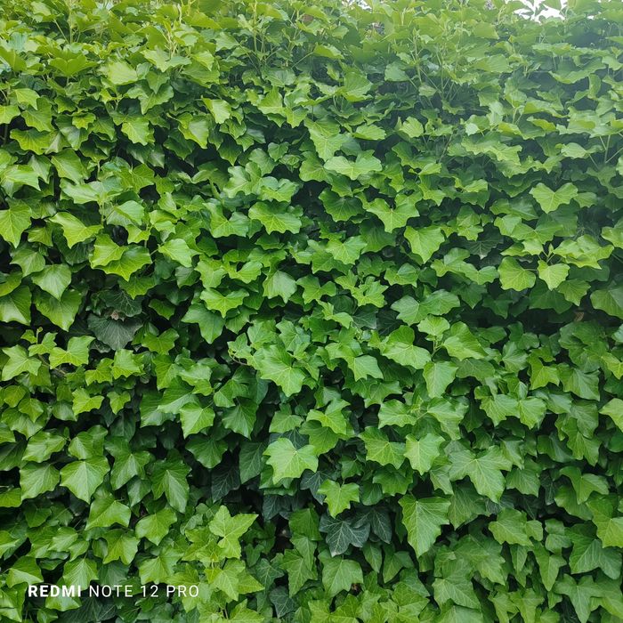 Плющ вечнозеленый.