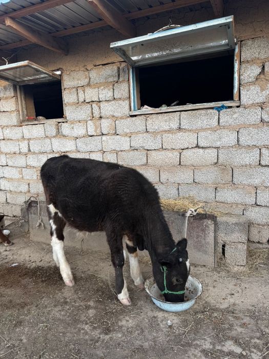 Бұзау сатылады, Асиларық