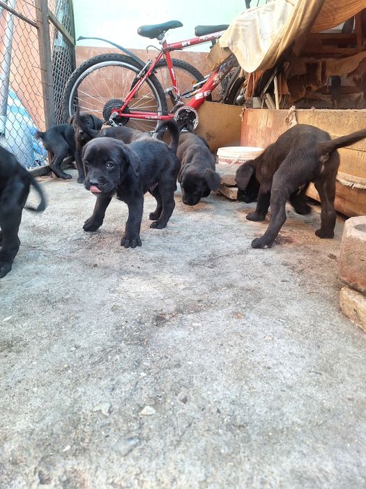 Продавам Кане Корсо