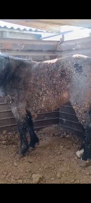 Продам кабылку жирную с откорма.