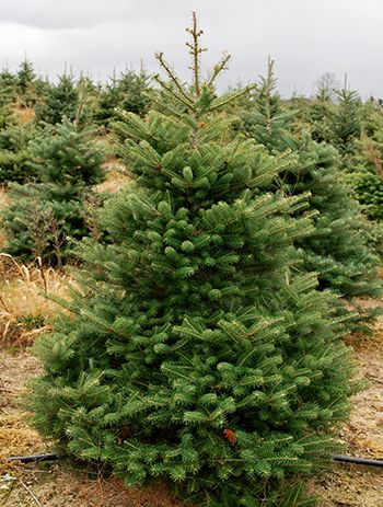 Puieti brad coreean- Abies Koreana 4 ani- produce conuri la 1,5m