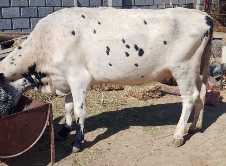 Сатылатын бұзылуы сиыр бар