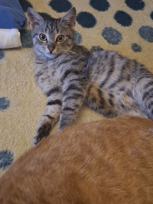 Donez Pisicuț 4luni