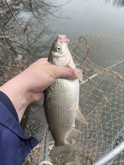 Консерва Ропотамо с Речна Риба